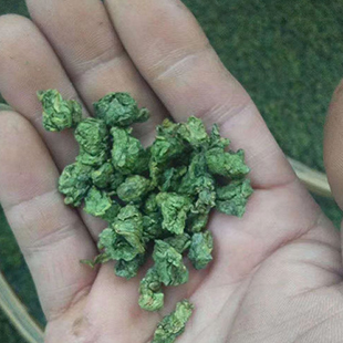 荷叶茶颗粒